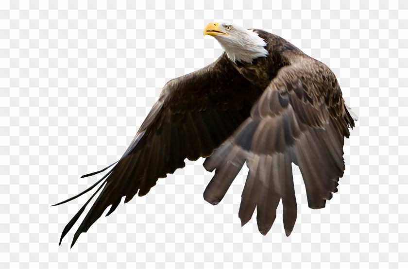 Eagle Being Released - American Eagle No Background Clipart
