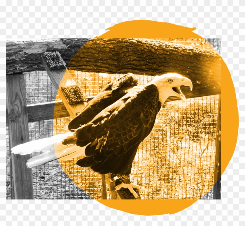 Eagle - Bald Eagle Clipart #326038