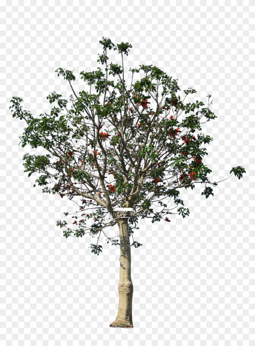 Erythrina Caffra - Blossom Clipart #326086