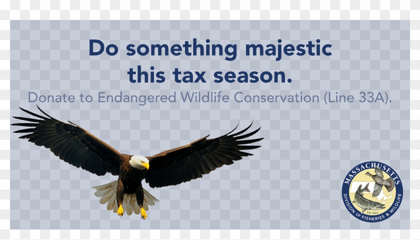 Support Rare And Endangered Species In Massachusetts - Love Failure Quotes Clipart #326239