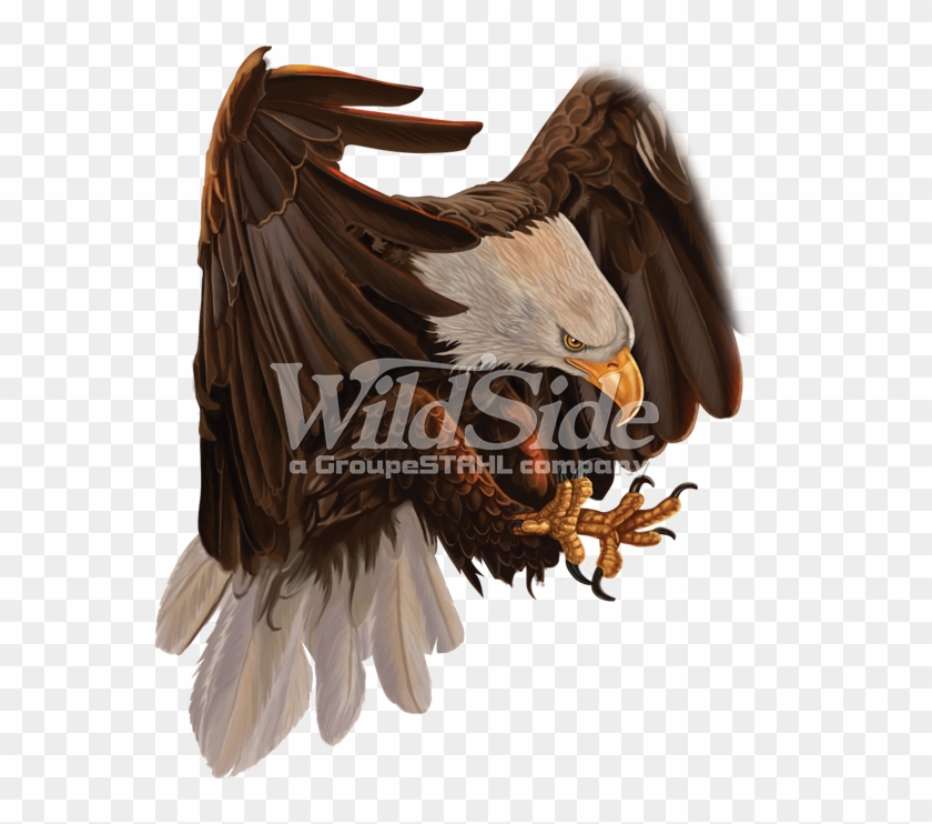 Attacking Eagle - Red-tailed Hawk Clipart