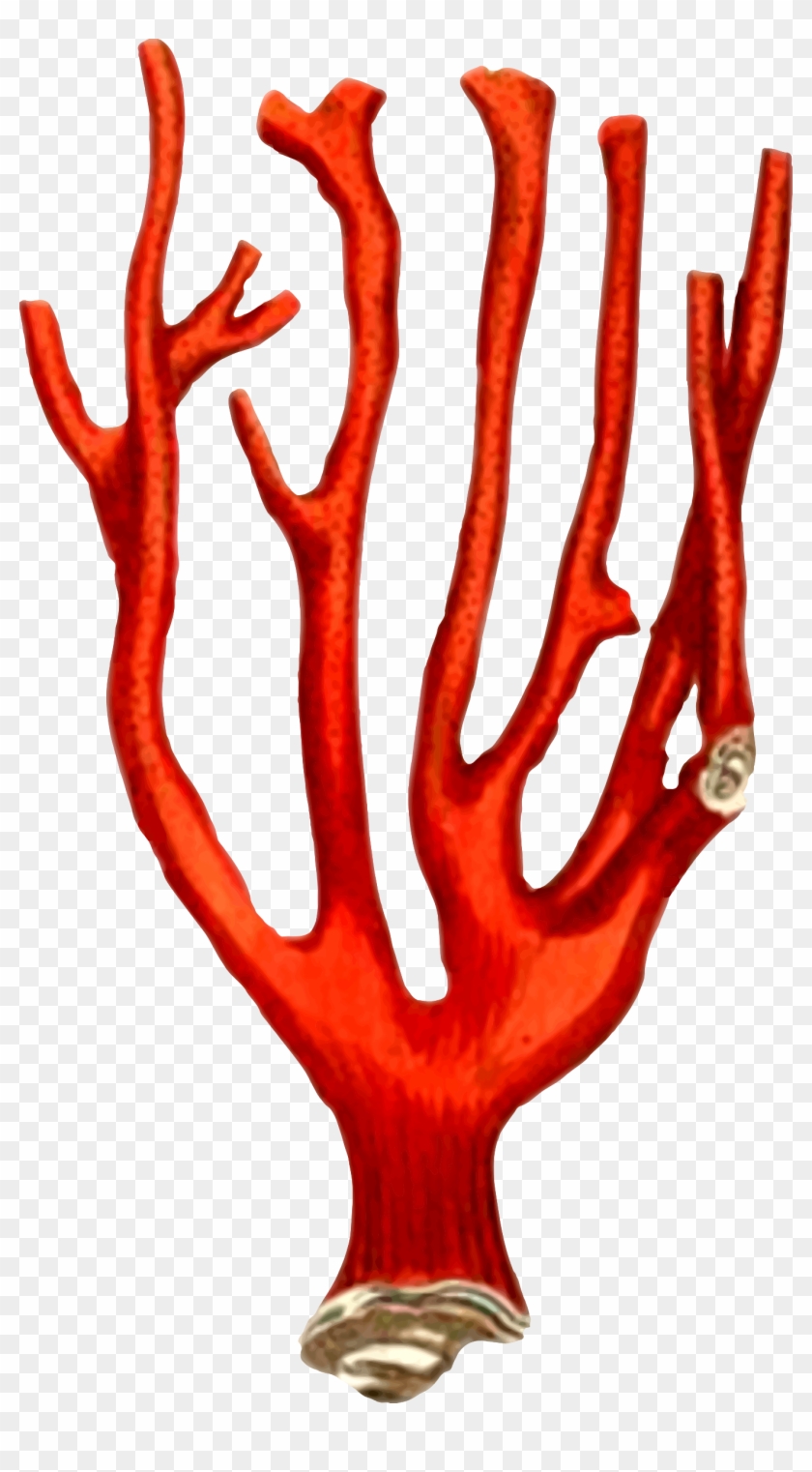 This Free Icons Png Design Of Coral 2 Clipart