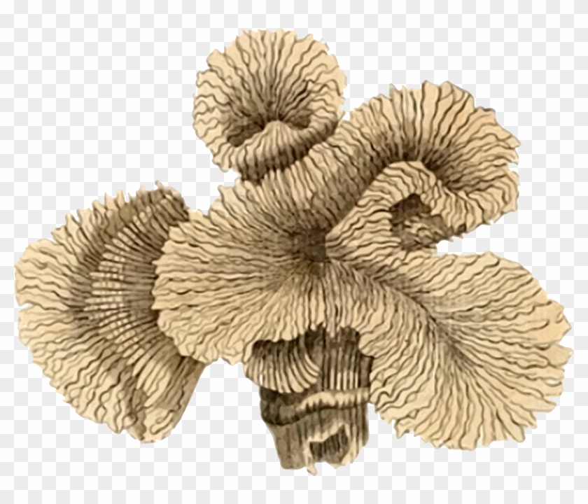 Medium Image Png - Coral Clipart #326893