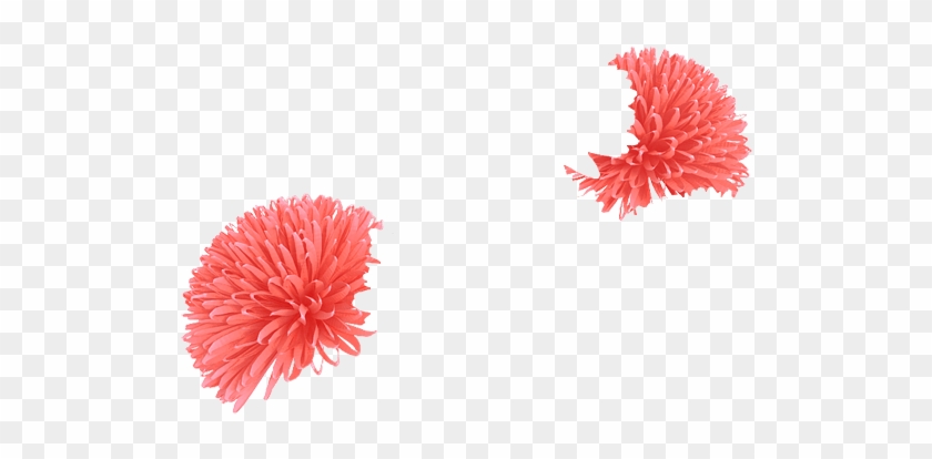 Coral - Chrysanths Clipart #327132