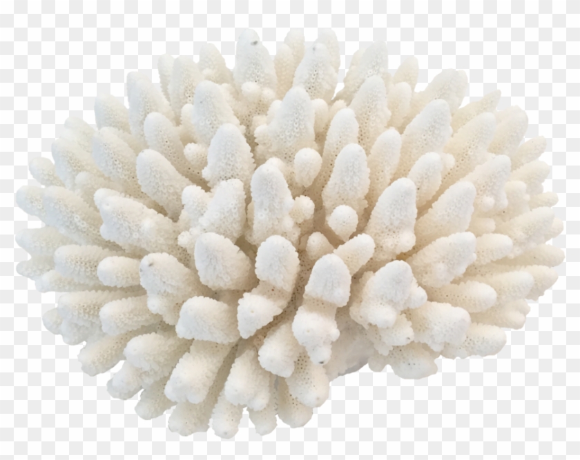 Coral Png , Png Download Clipart