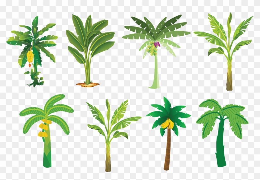 Banana Tree Vector Clipart