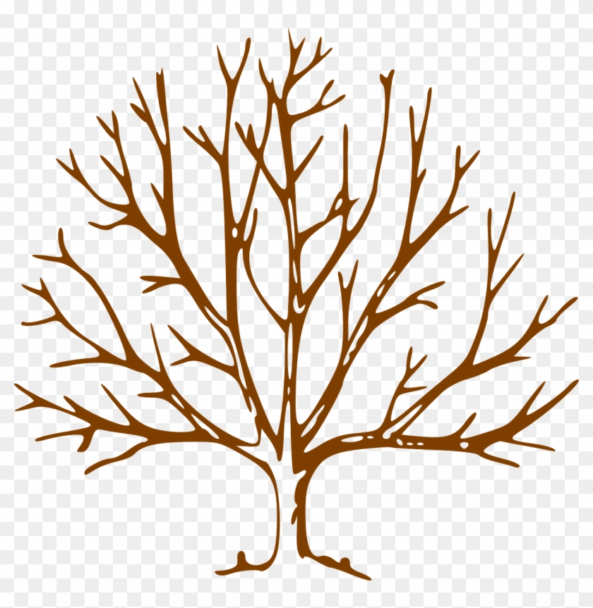 Leafless Denuded Nature Branch Free Photo From - Bare Tree Clipart - Png Download