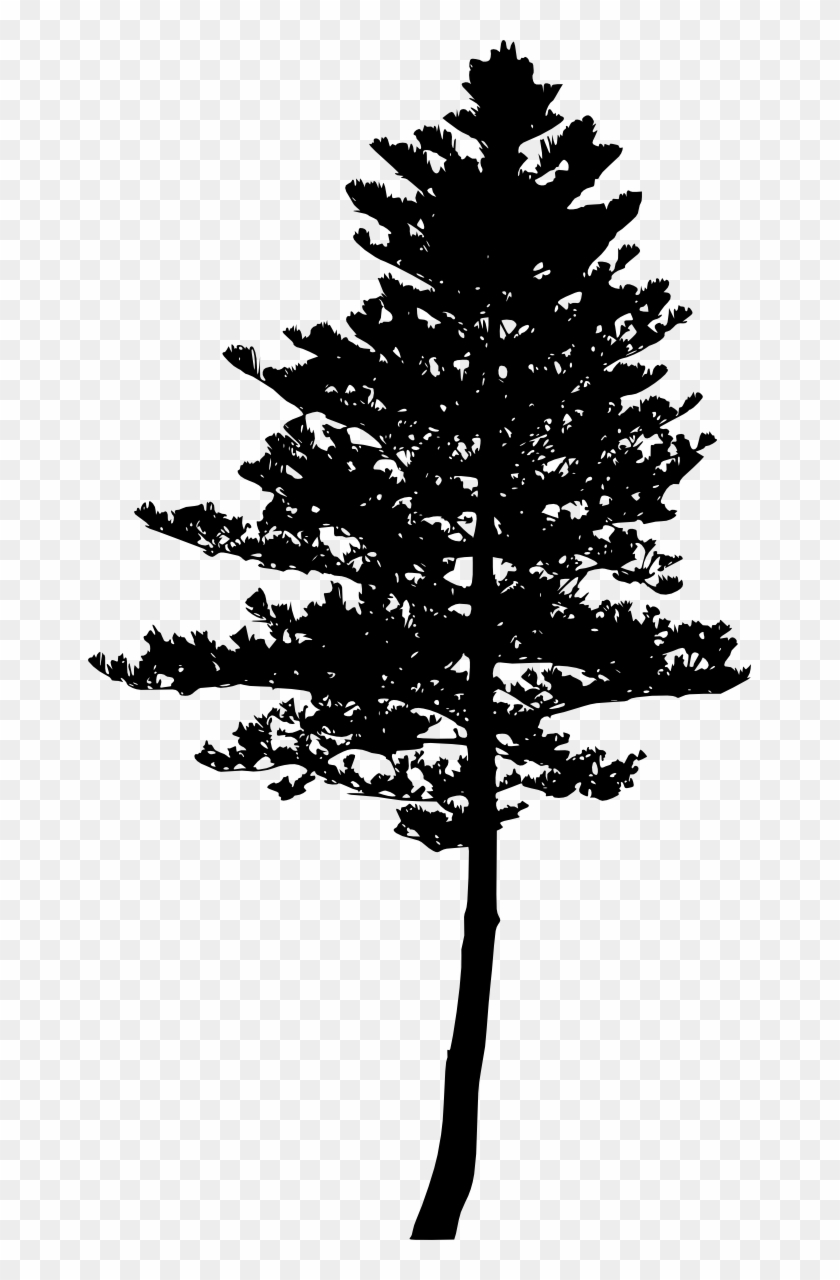 Free Download - Pine Tree Png Tree Silhouette Clipart #328877