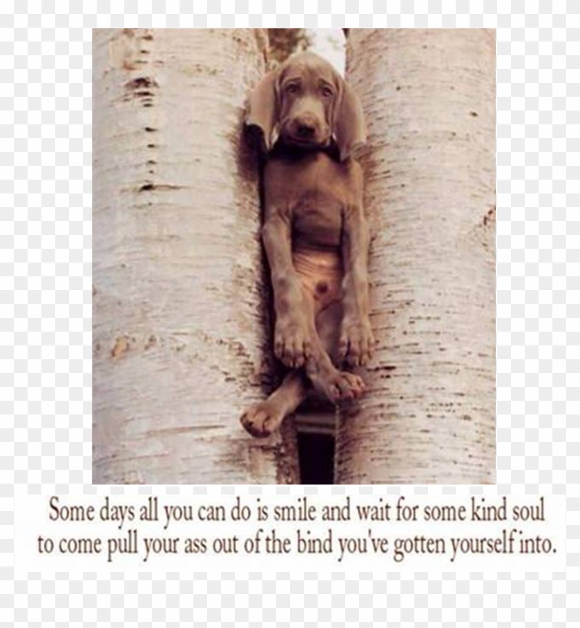 1m Friends Logo Small 01 Sep 2010 - Dog Stuck Between Trees Clipart #3200133