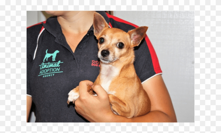 Donate To Petrescue - Chihuahua Clipart #3200581