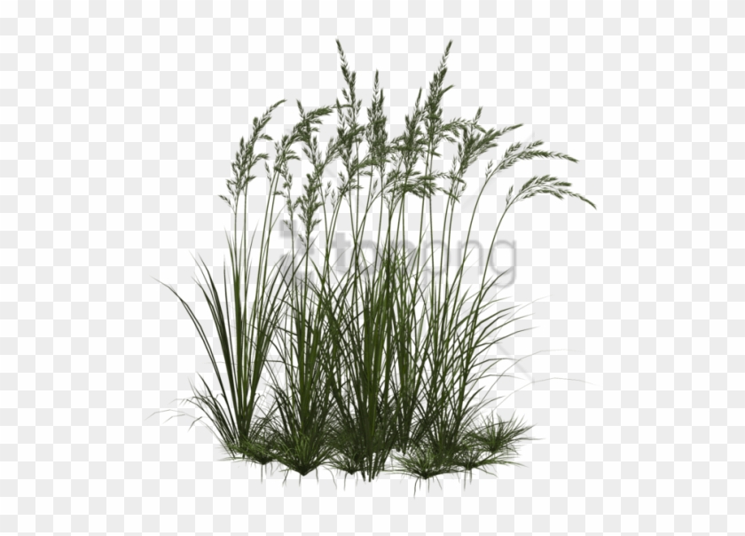 Free Png Vegetation Png Image With Transparent Background - Трава Пнг Clipart #3201132