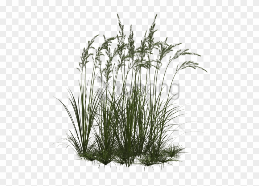 Free Png Vegetation Png Image With Transparent Background - Трава Пнг Clipart