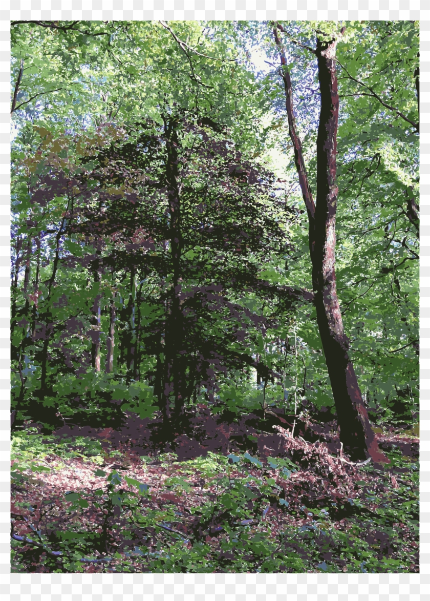 Lichtscheid Forest Again Big Image Png - Grove Clipart