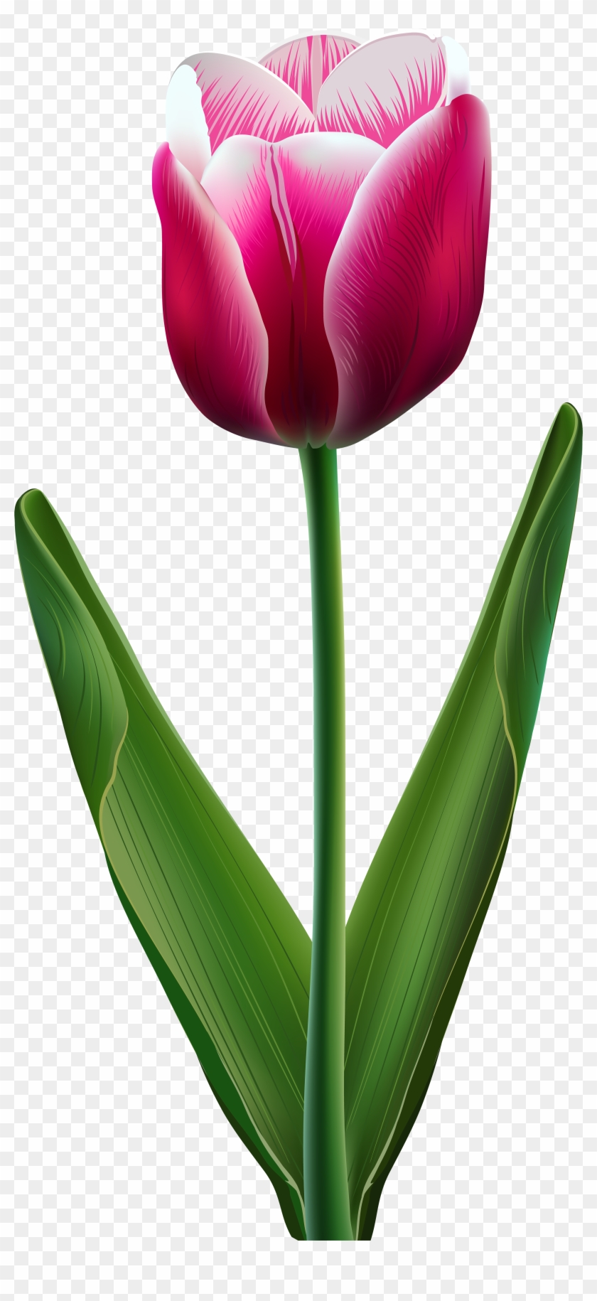 Beautiful Tulip Transparent Png Clip Art Image - Cliparts Of Tulip Flowers #3201390