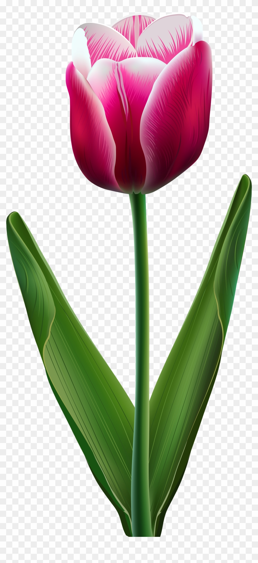 Beautiful Tulip Transparent Png Clip Art Image - Cliparts Of Tulip Flowers