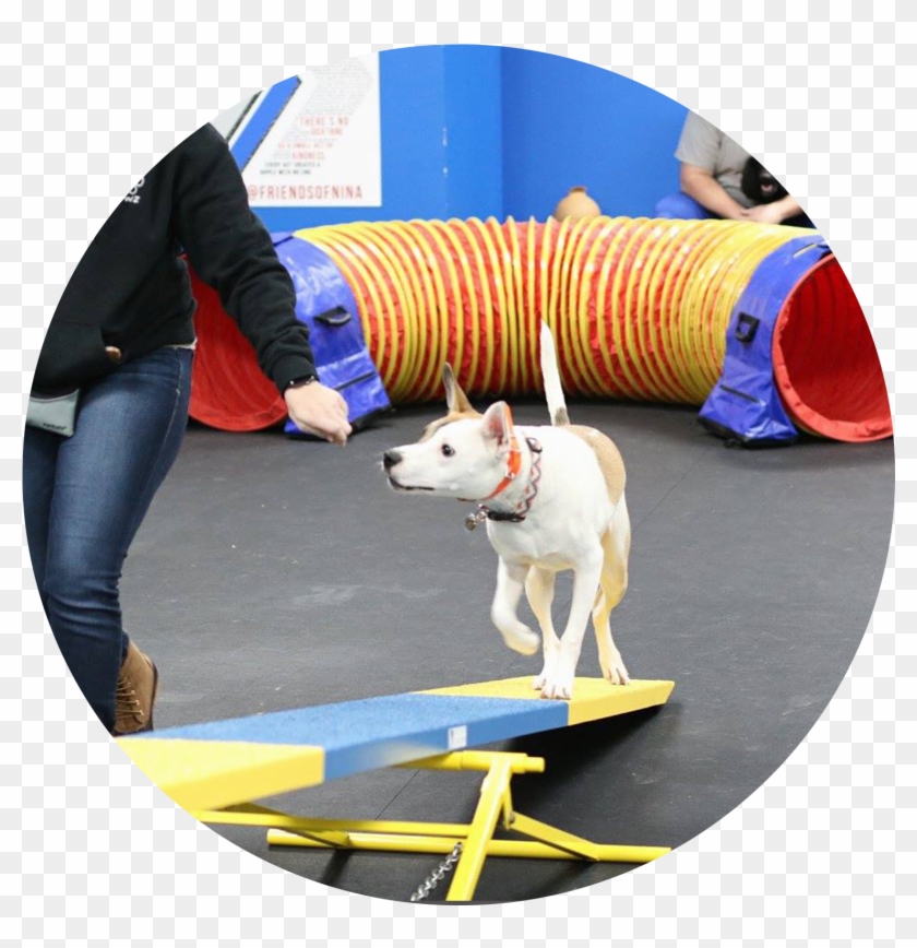Agility Classes - Dog Agility Clipart