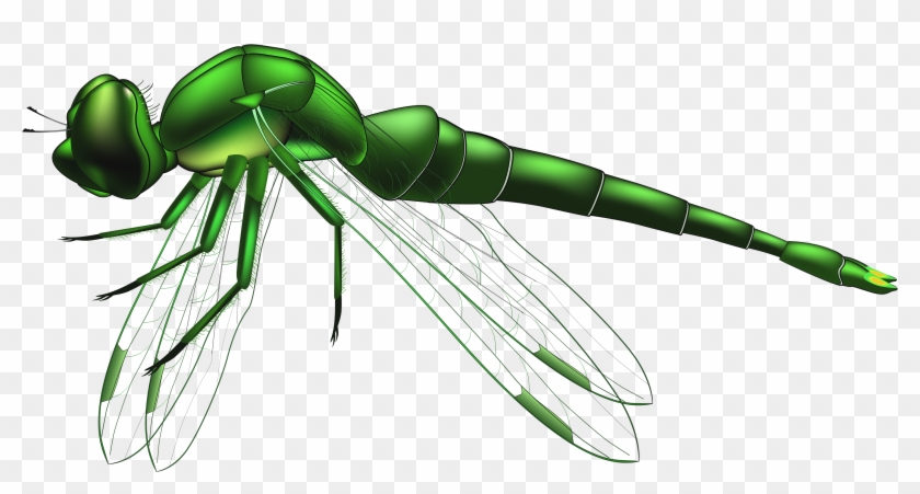 Dragonfly Green Png Clip Art - Clip Art Dragonfly Transparent Png #3203700