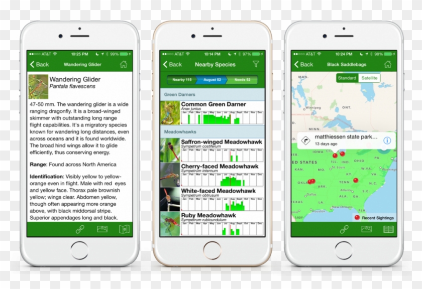 Dragonfly Id App - Dragonfly App Clipart #3203820
