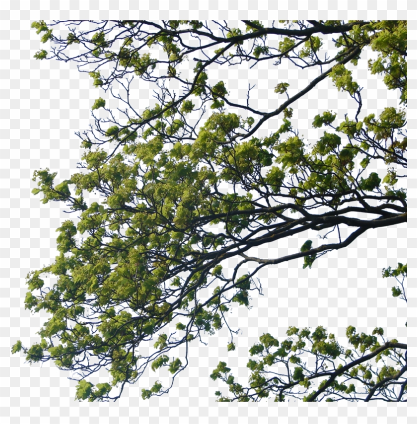 Tree Branch Png Clipart Tree Branches On The Ground - Tree Branch Png Transparent Png #3204402