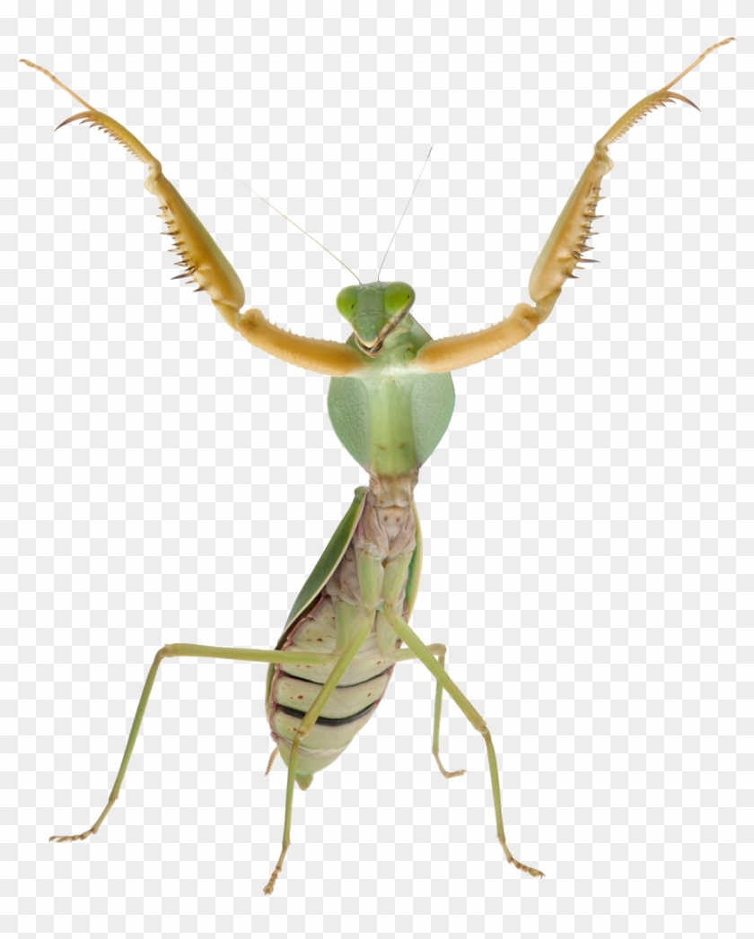 Mantis Png - Praying Mantis Front View Clipart #3204629