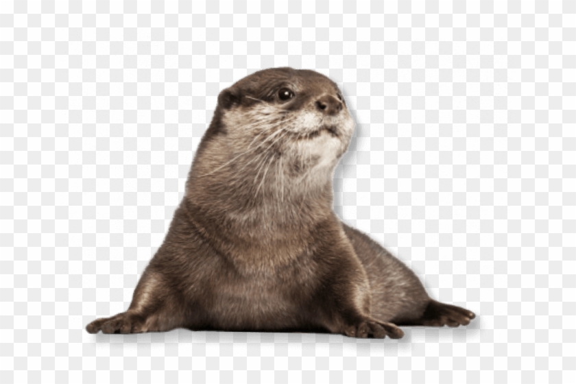 Sea Otter Transparent Background Clipart