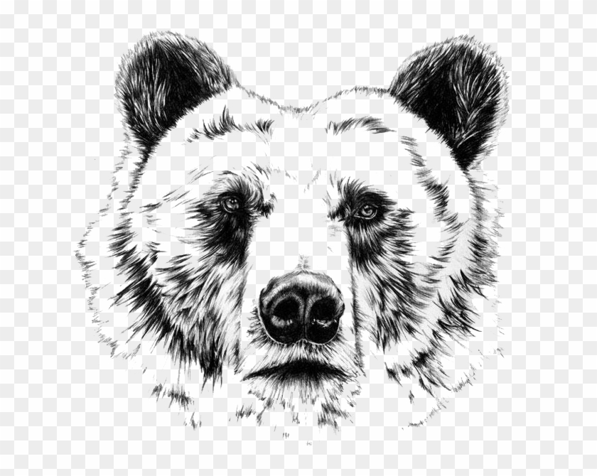 Grizzly Drawing Ink - Realistic Bear Head Drawing Clipart
