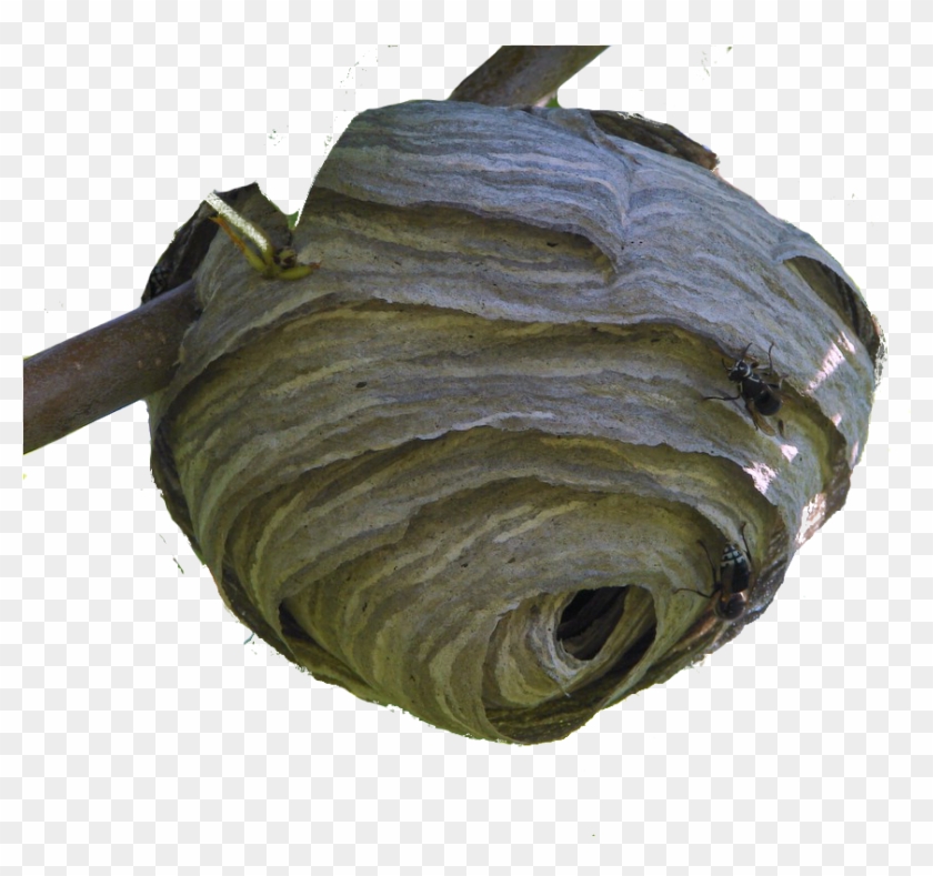 Nest1 - Bald Faced Hornet Nest Clipart