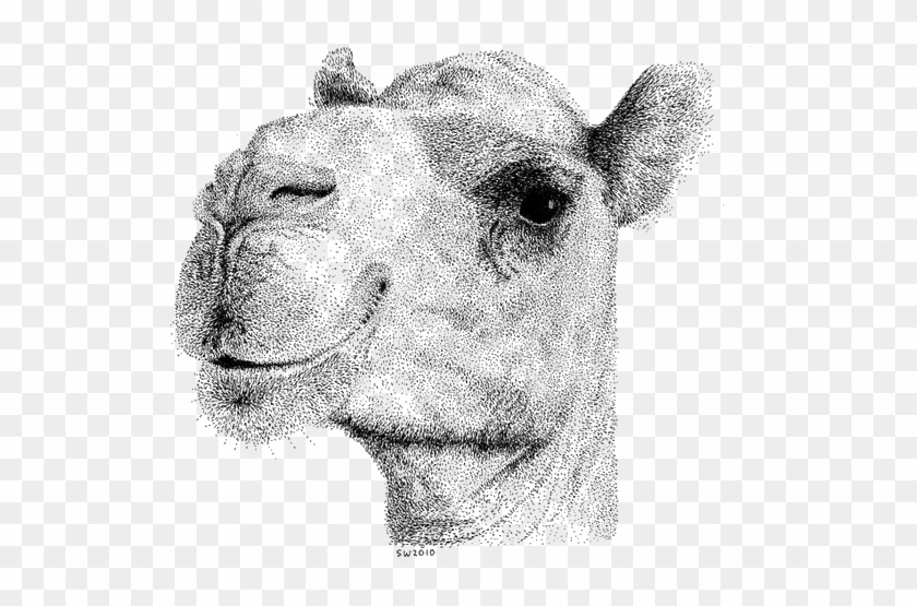 Camel Png Image & Camel Png Clipart Free Download - Realistic Drawing Of A Camel Transparent Png #3206998