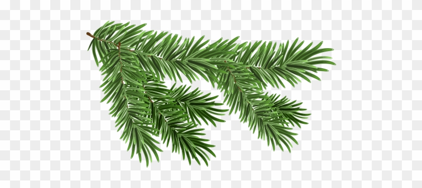 Scotch Pine - Pine Tree Branch Brush Clipart