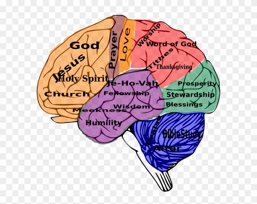 Brain Clip Art - Png Download #3207749
