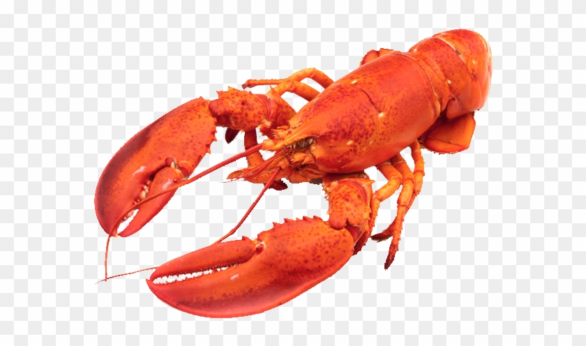 Download Lobster Animals Png Transparent Images Transparent - Difference Between Yabby And Lobster Clipart