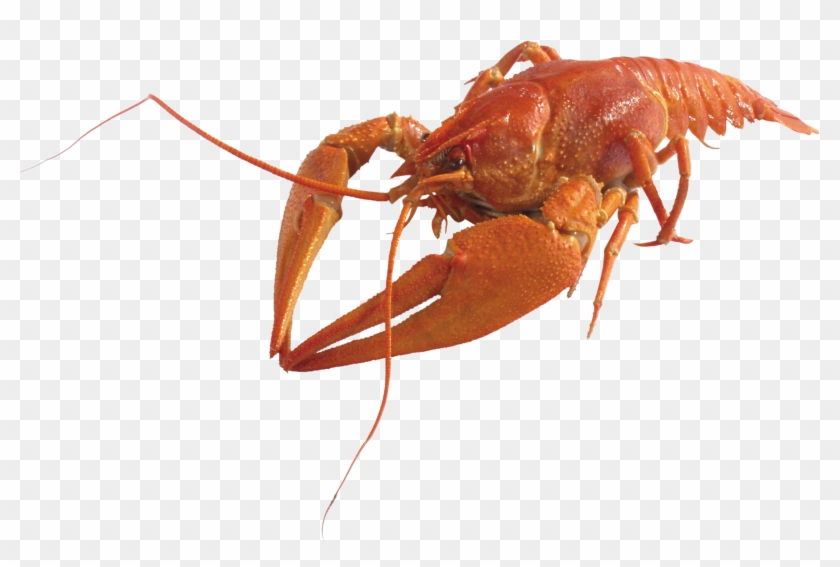 Lobster Png Clipart #3208047