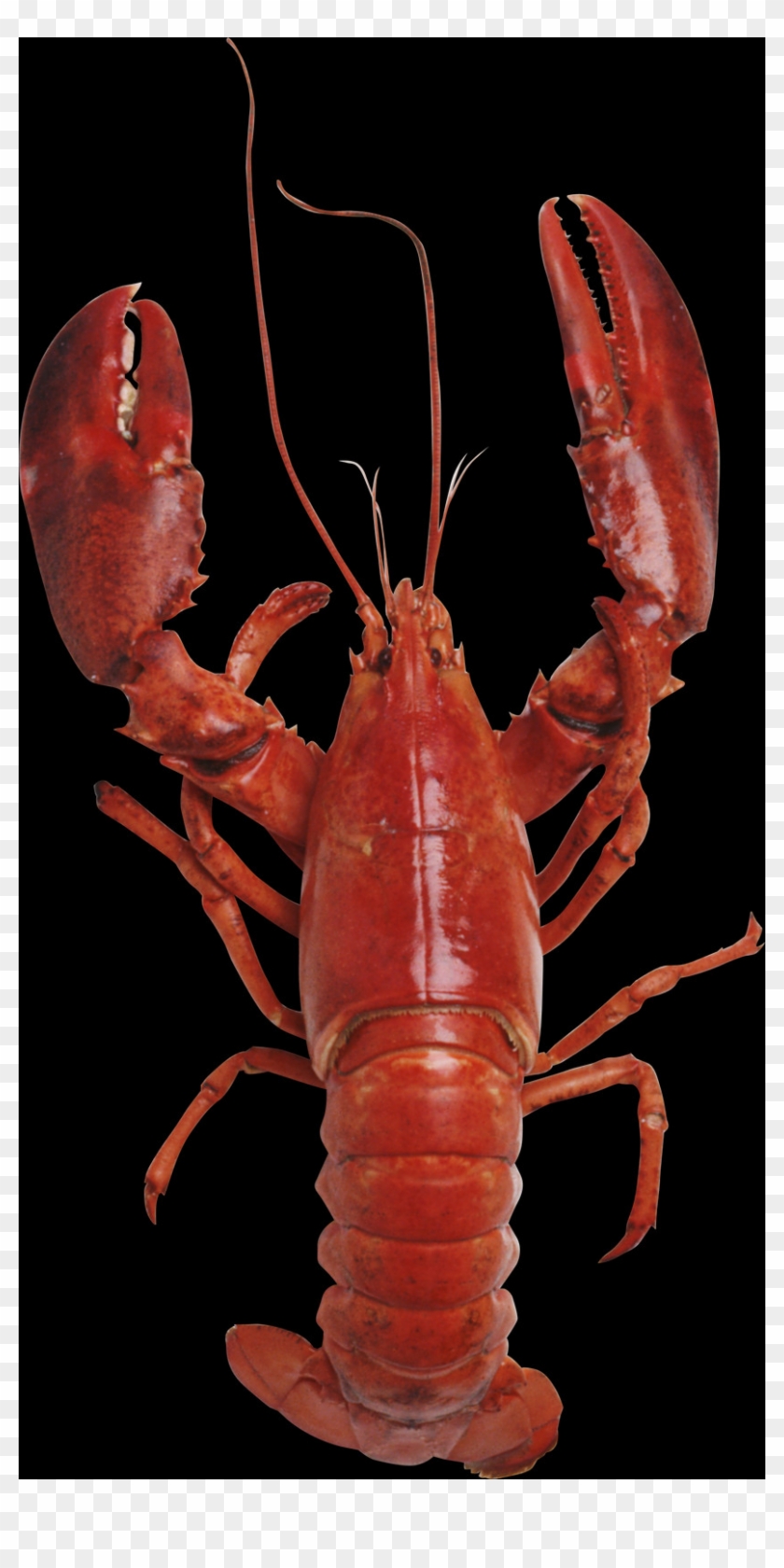 Wallpaper Clipart #3208048