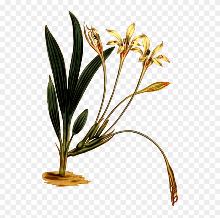 Grasses Flowerpot Plant Stem - Herbaceous Plant Clipart #3208507