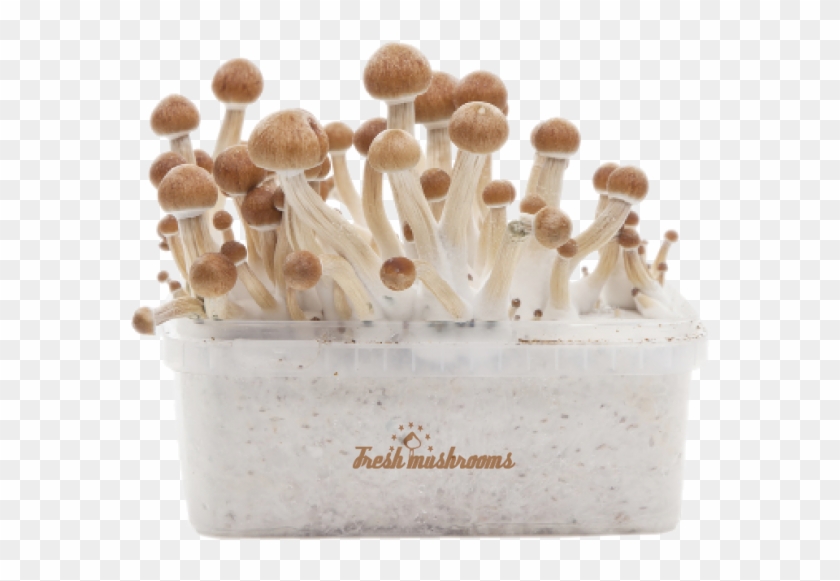 Amazonian Xp Fresh Magic Mushrooms Grow Kit - Mushroom Clipart #3208605
