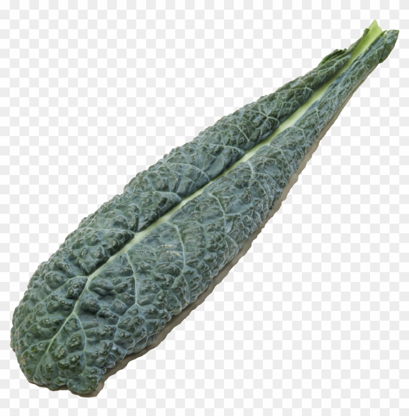 Comparing Kale - Lacinato Kale Clipart