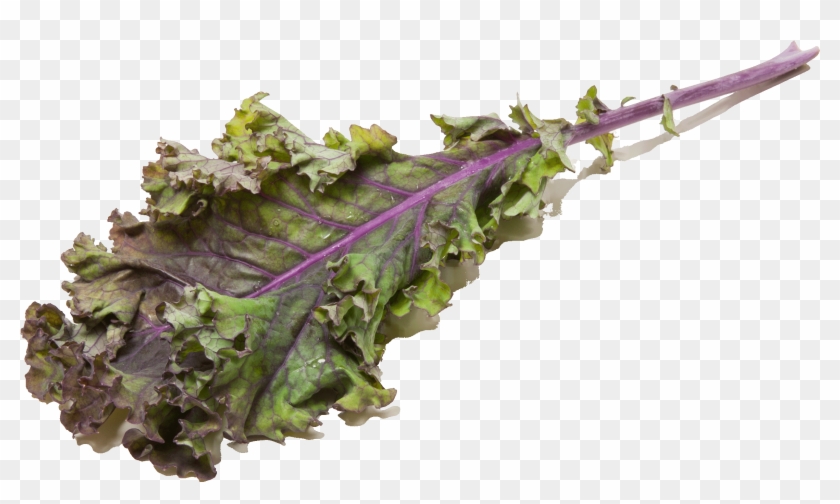 Chard Clipart #3209164