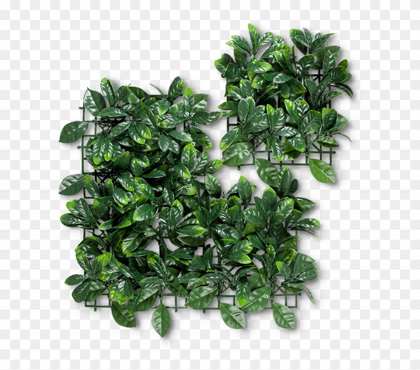 Privet Artificial Hedge - Houseplant Clipart