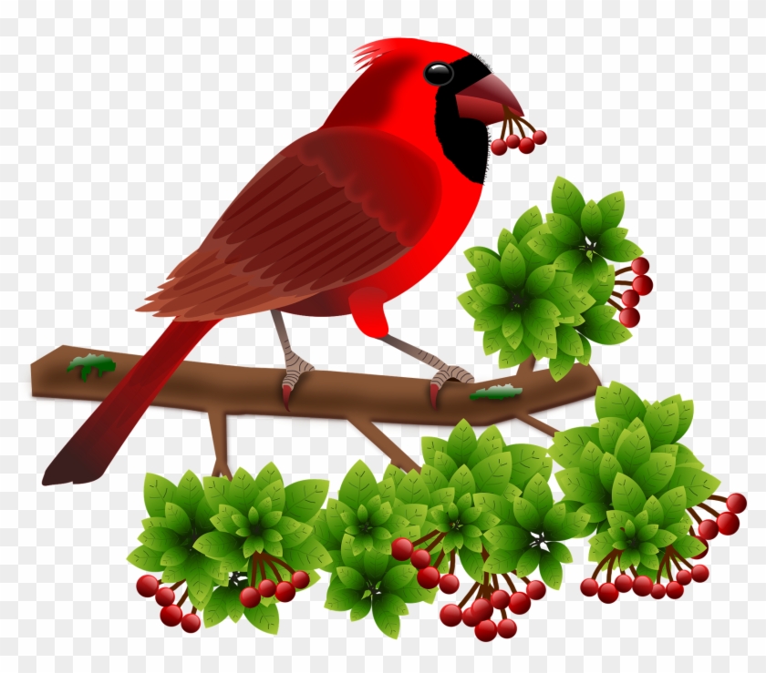 Cardinal Birds Animals Berries Png Image Gambar Bergerak Burung