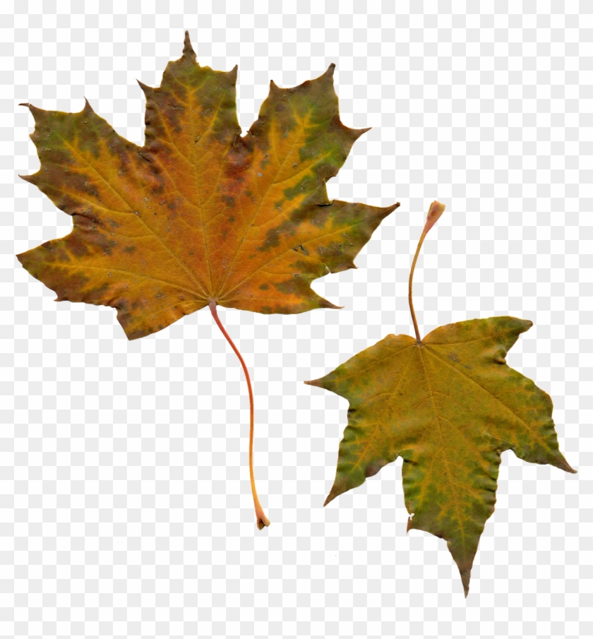 Leaves Sheet Maple Autumn Leaves Png Image - Leaf Clipart