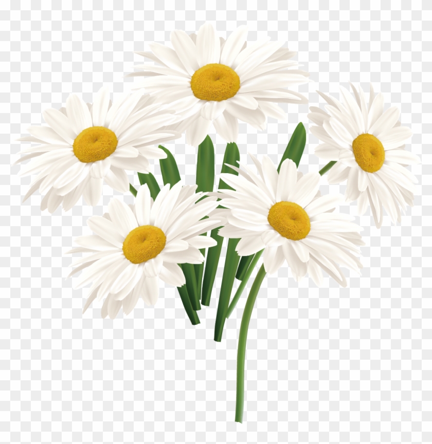 Flower Common Daisy - White Sun Flower Png Clipart