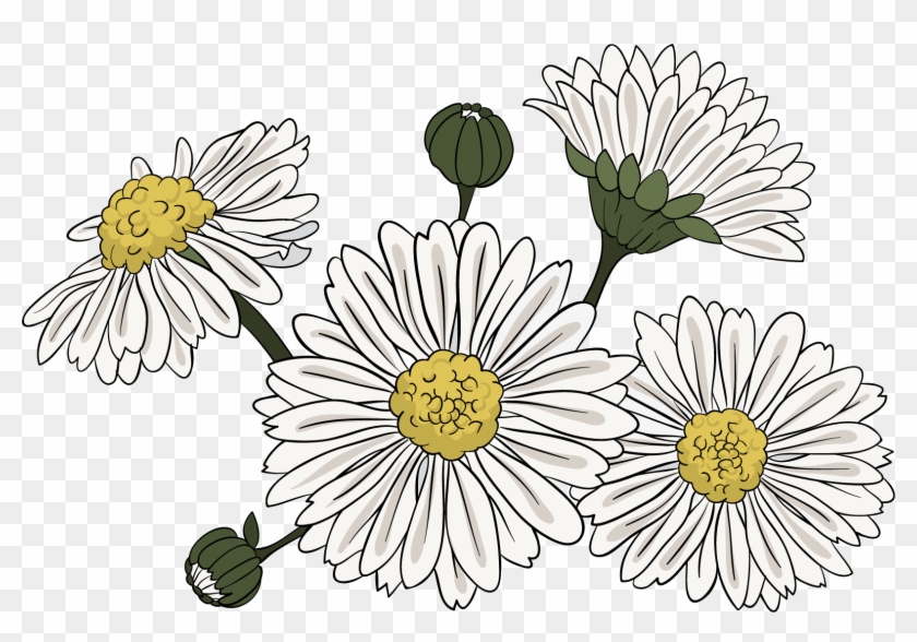 Common Daisy Chrysanthemum Indicum Clip Art - Chrysanthemum Clipart Png Transparent Png #3215107