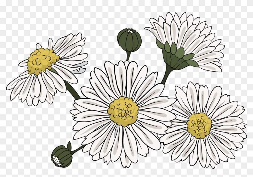 Common Daisy Chrysanthemum Indicum Clip Art - Chrysanthemum Clipart Png Transparent Png