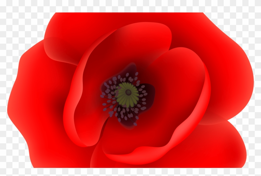 Free Clipart Flowers At Getdrawingscom Free For Personal - Corn Poppy - Png Download #3217181