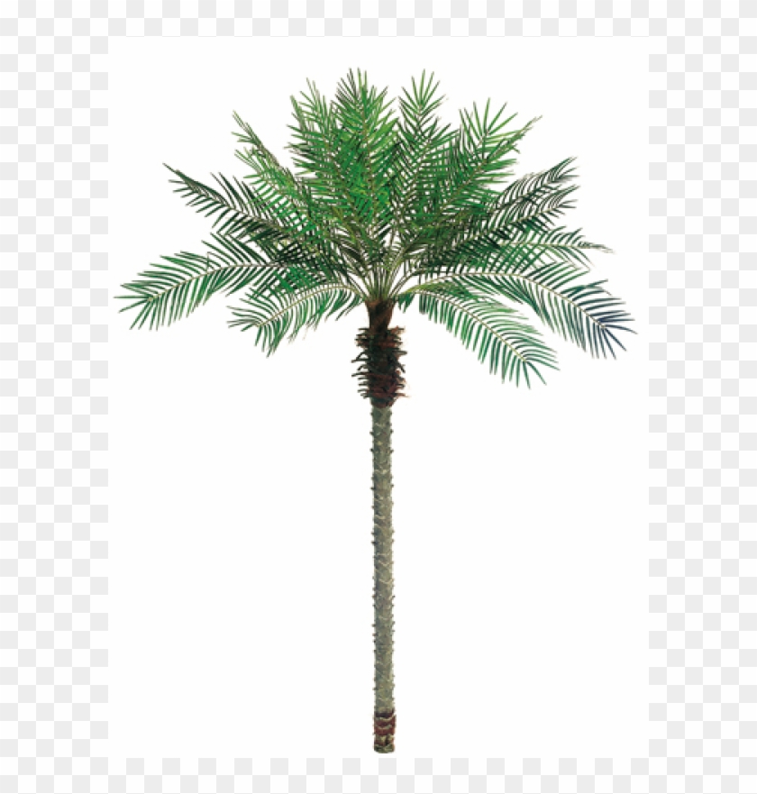 5' Date Palm Tree X24 W/1096 Leaves - Palm Trees Clipart #3220392