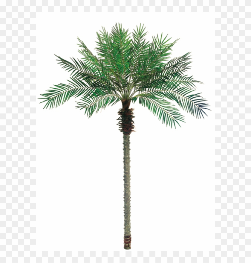 5' Date Palm Tree X24 W/1096 Leaves - Palm Trees Clipart