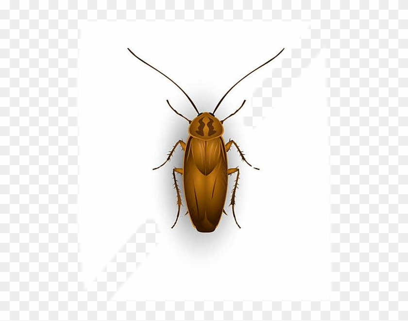 #ftestickers #cockroach #beetle #insect #cockroaches - Leaf Beetle Clipart #3220600