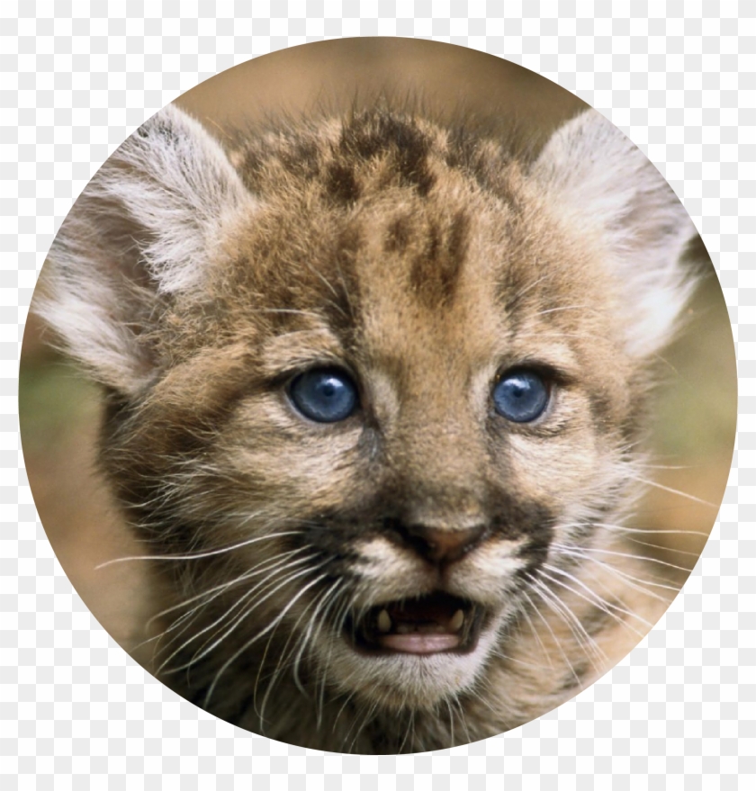 Florida Panther Png Clipart