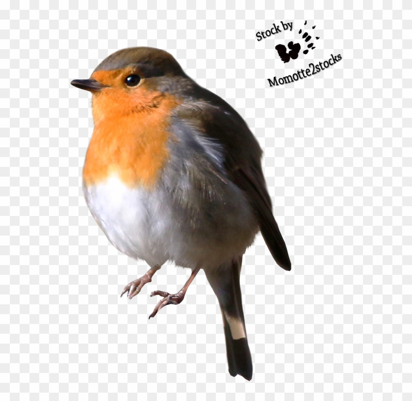 Robin Png Bird - Robin Cut Out Clipart