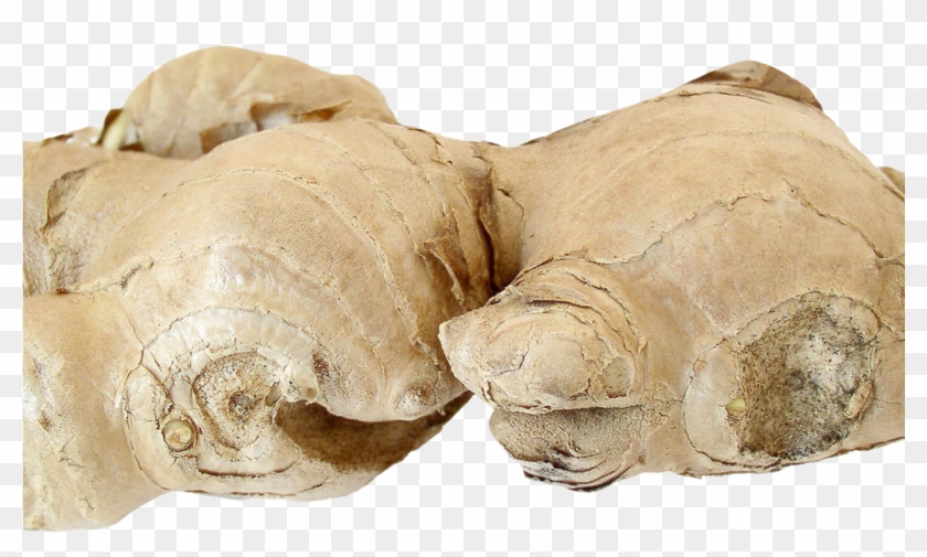 Ginger Root Png Image1 - Artifact Clipart #3221384